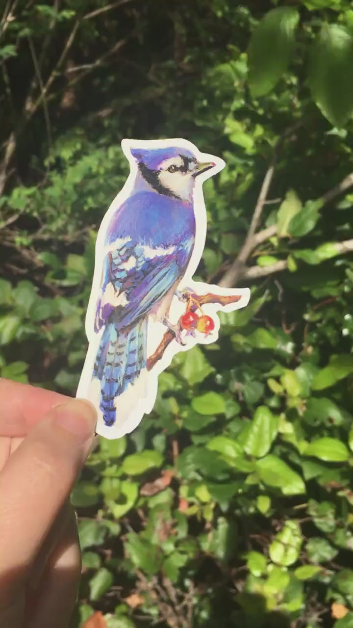 Blue Jay Vinyl Sticker | Die Cut Sticker | Laptop Decal | Bird sticker Glossy